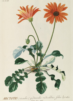 R551【英、德】Georg Dionysius Ehret 植物花卉果实彩色版画图库