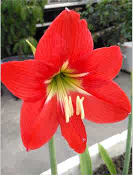 可食用觀賞紫背萬年青紫錦蘭蚌花紫蘭盆栽藥效清熱化痰涼血止痢