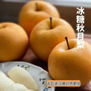 张小猪正宗山东秋月梨冰糖梨子大果黄皮梨新鲜雪梨中秋送礼精品