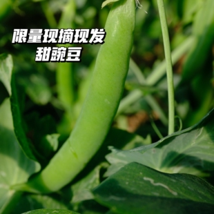 张小猪新鲜现摘现发甜豌豆青豆带壳蔬菜新鲜蔬菜沙拉生鲜蔬菜甜豆