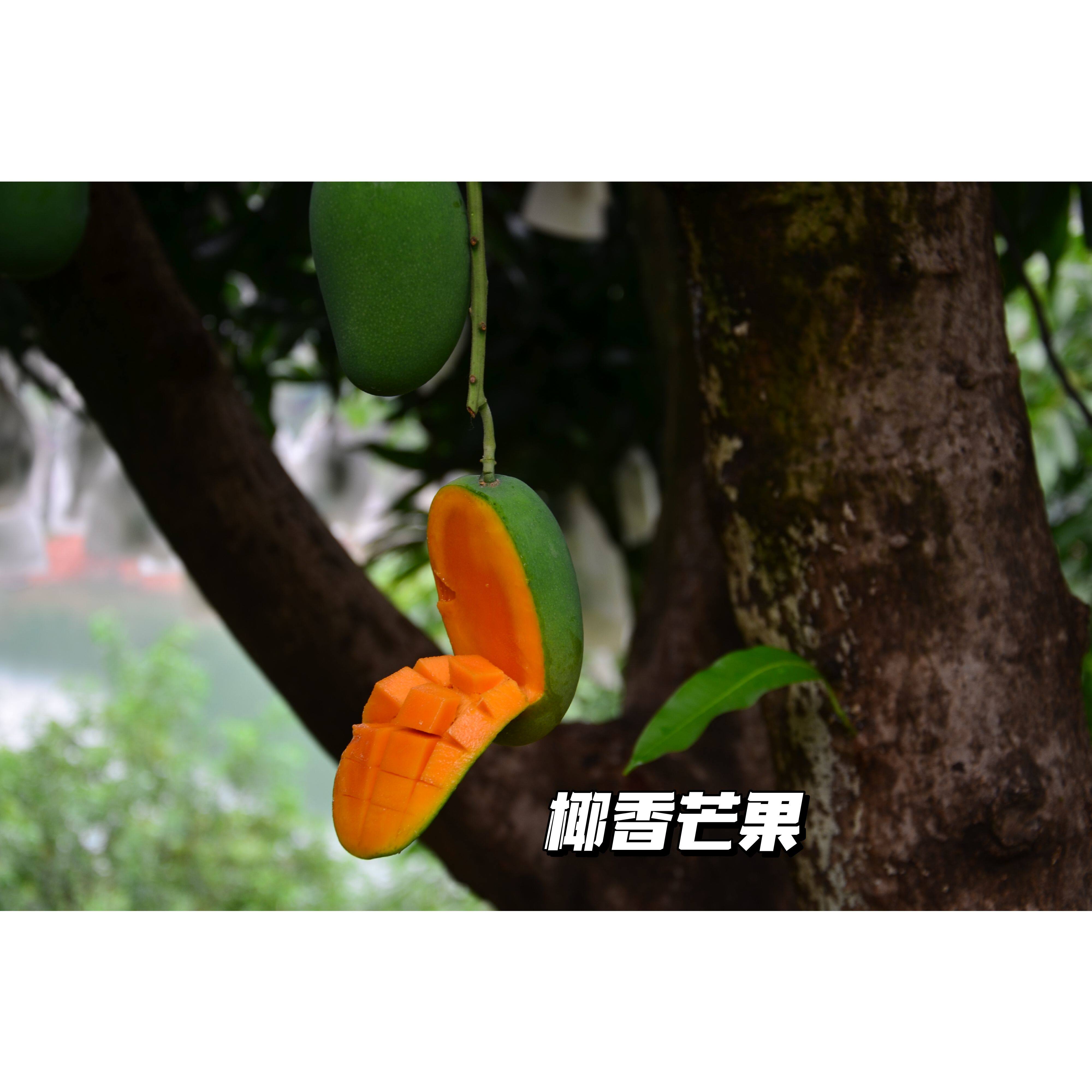 张小猪 米易当季椰香芒果  奶香浓郁 果肉细腻 新鲜现摘顺丰包邮