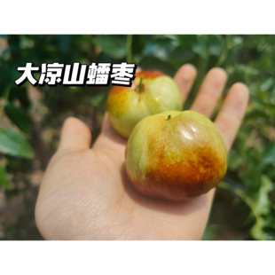 张小猪 大凉山高原沙地蟠枣 酥脆甜 肉厚可食率高 顺丰陆运