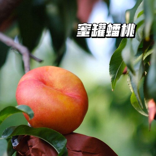 蜜罐蟠桃|奶油蟠桃晚熟油蟠桃