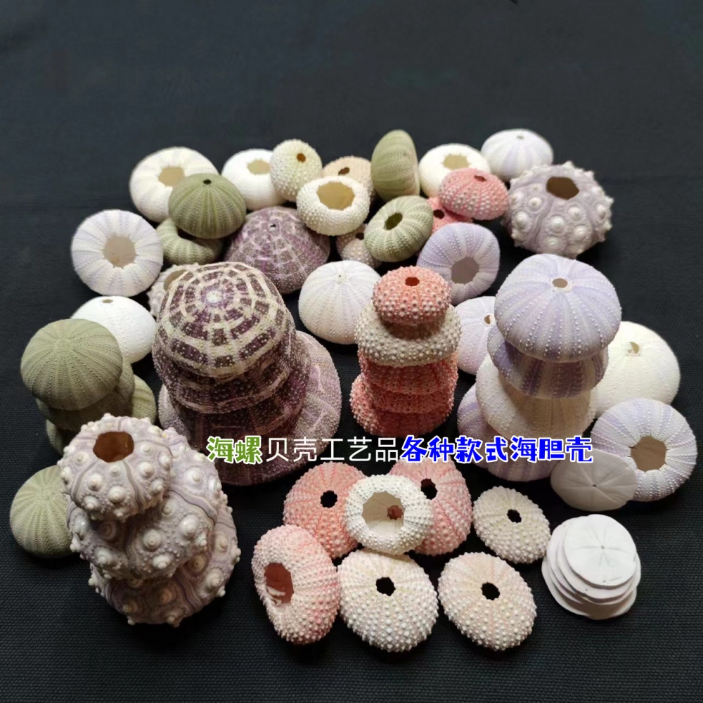 空气凤梨底座花盆家居地台装饰品