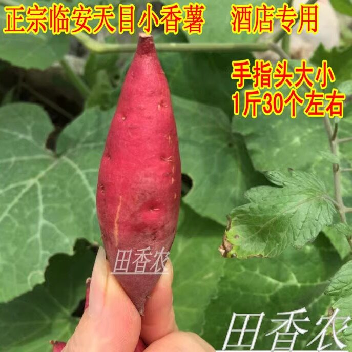 正宗临安手指黄心5斤包小红薯