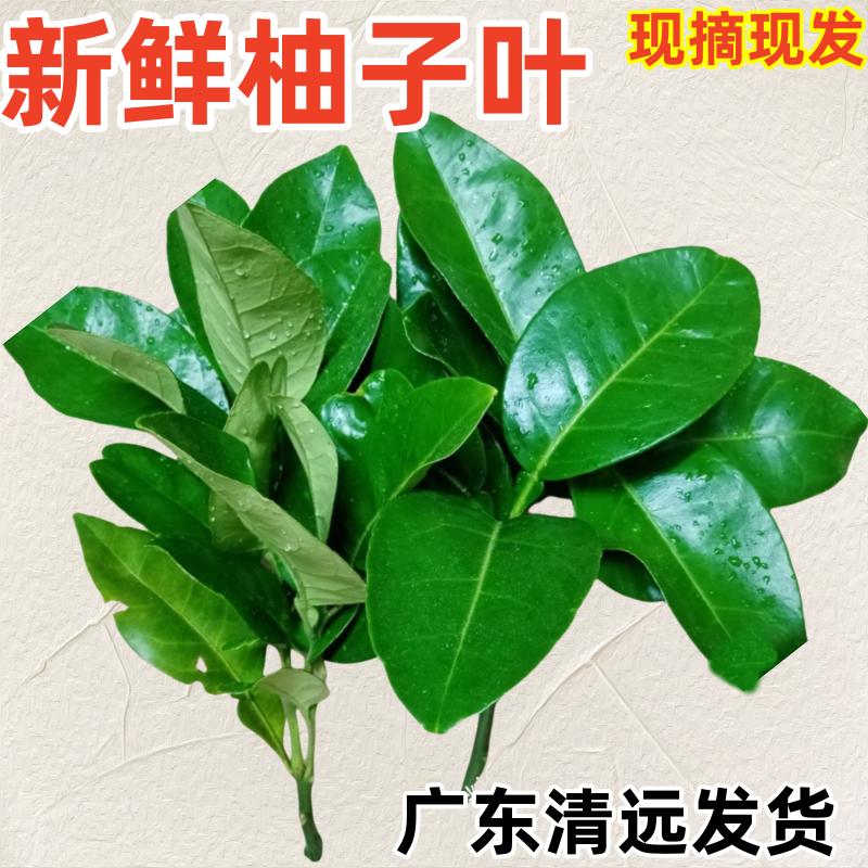 柚子叶去晦气煮水洗澡打扫