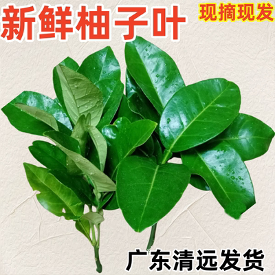 柚子叶去晦气煮水洗澡打扫