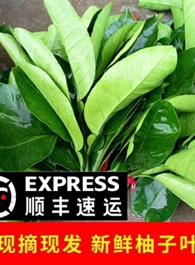 【新品特价冲量】新鲜柚子叶现摘老树碌柚叶沐浴乔迁出狱除晦气