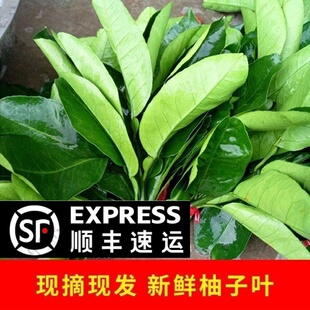 新鲜柚子叶现摘50年老树碌柚叶沐浴乔迁出狱除晦气 冲量 新品 特价