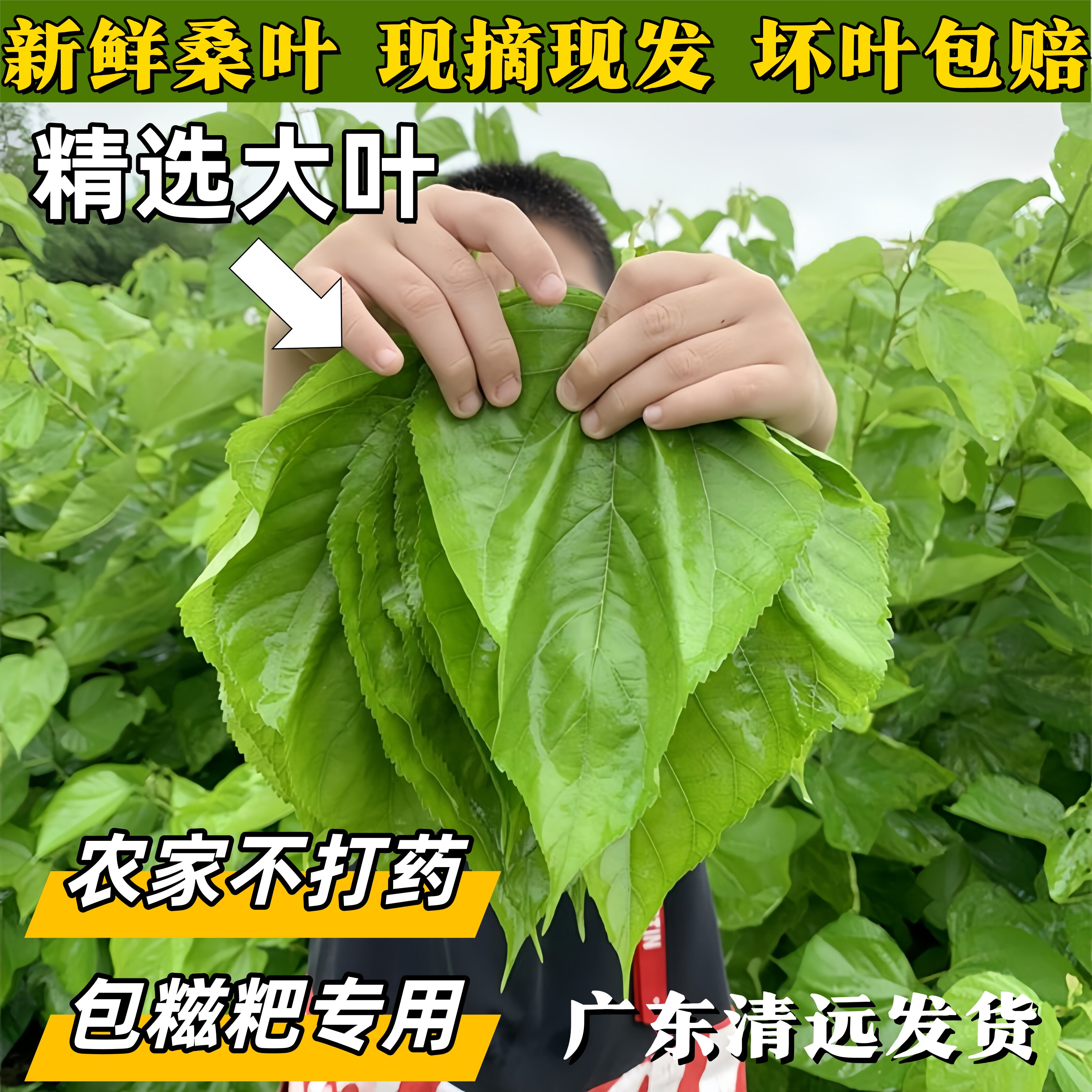 新鲜桑叶精选大叶广东发货纯天然桑葚叶蚕宝宝可食用桑叶现摘