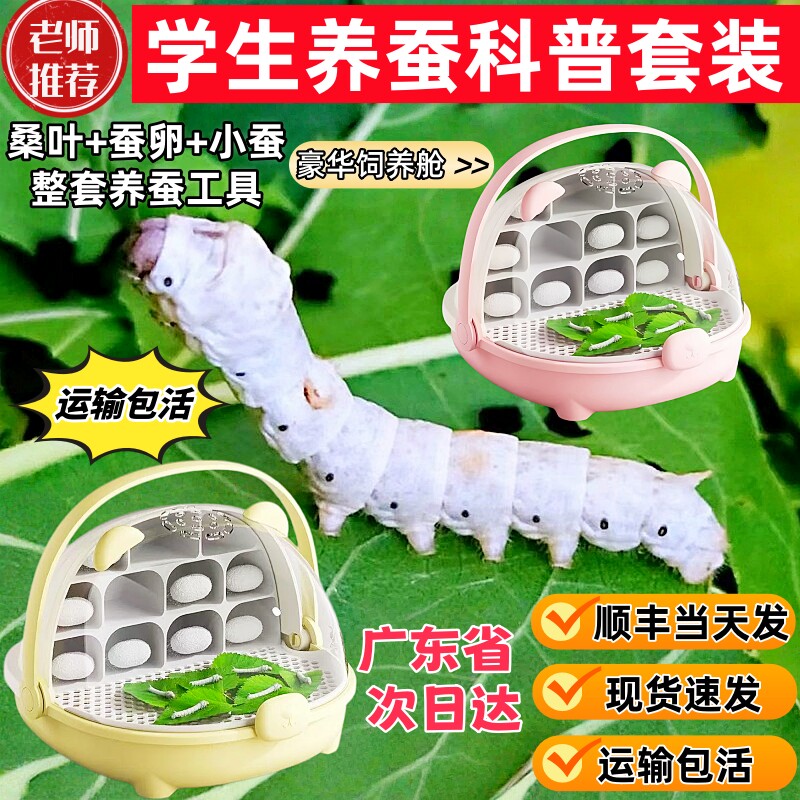 蚕宝宝蚕卵嫩桑叶学生养蚕套装