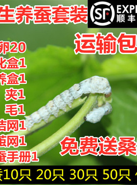 蚕宝宝活体幼虫蚕子蚕卵蚕种桑叶新鲜春蚕七彩白色养蚕套装宝宝蚕