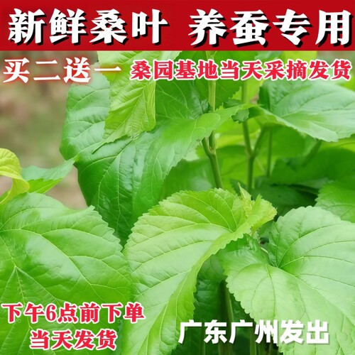 学生养蚕套装蚕宝宝活物