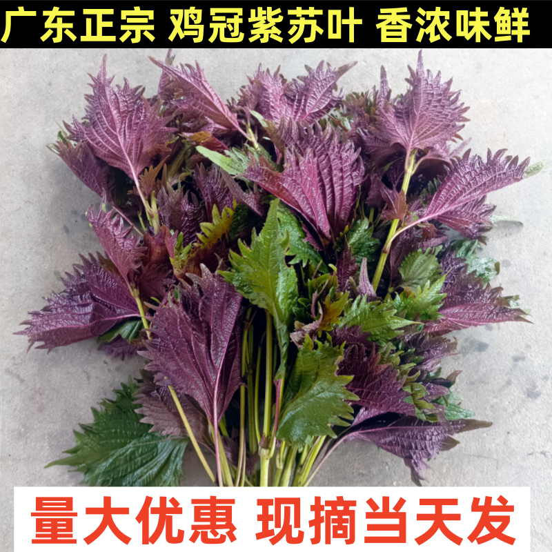 鸡冠紫苏叶新鲜现摘广东发货