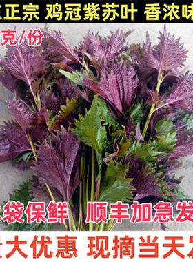 广东正宗鸡冠紫苏老品种去腥提鲜牛蛙海鲜调料单面绿新鲜紫苏叶