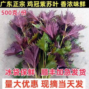 广东正宗鸡冠紫苏老品种去腥提鲜牛蛙海鲜调料单面绿新鲜紫苏叶