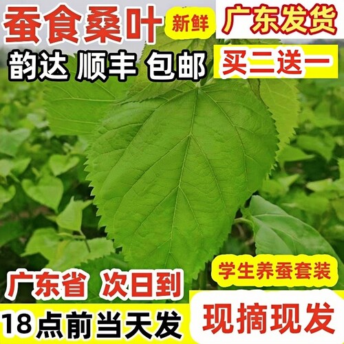 蚕食新鲜桑叶广东顺丰包邮