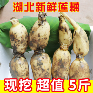 湖北洪湖莲藕新鲜现挖现发甜嫩脆藕尖带泥九孔糯米糖藕非煲汤粉藕
