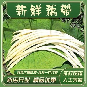 湖北新鲜藕尖现挖生吃藕带