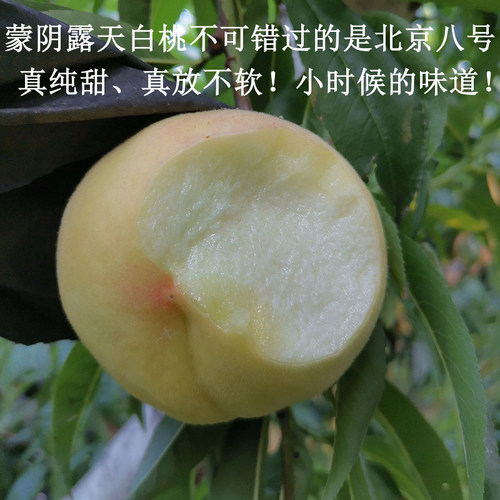 脆甜桃子就吃8号果肉细清脆不软