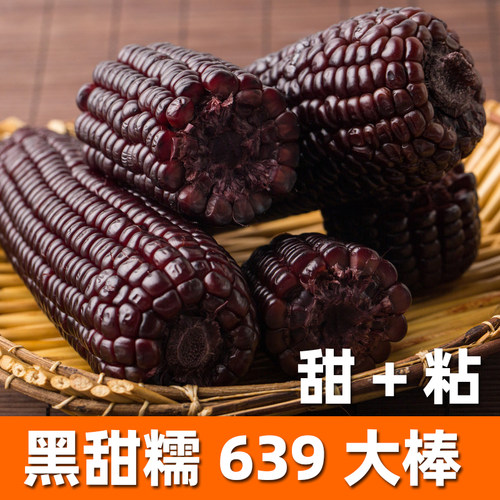 黑玉米甜糯早熟四季种孑