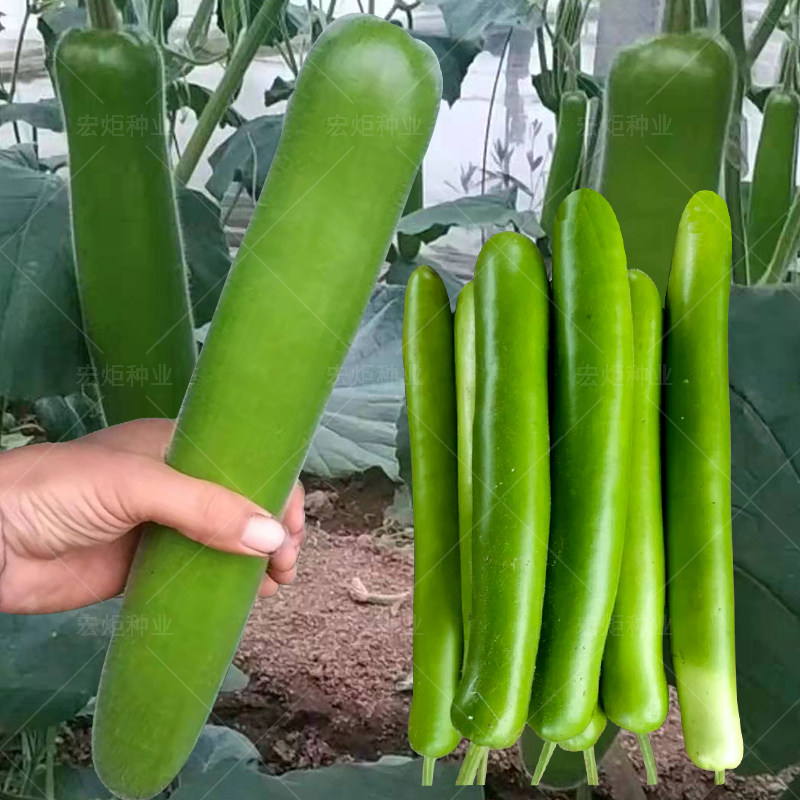 瓠子瓜种子 寿光蔬菜种子绿宝早生梅花顶瓠子瓜 特菜瓠子瓜葫芦籽