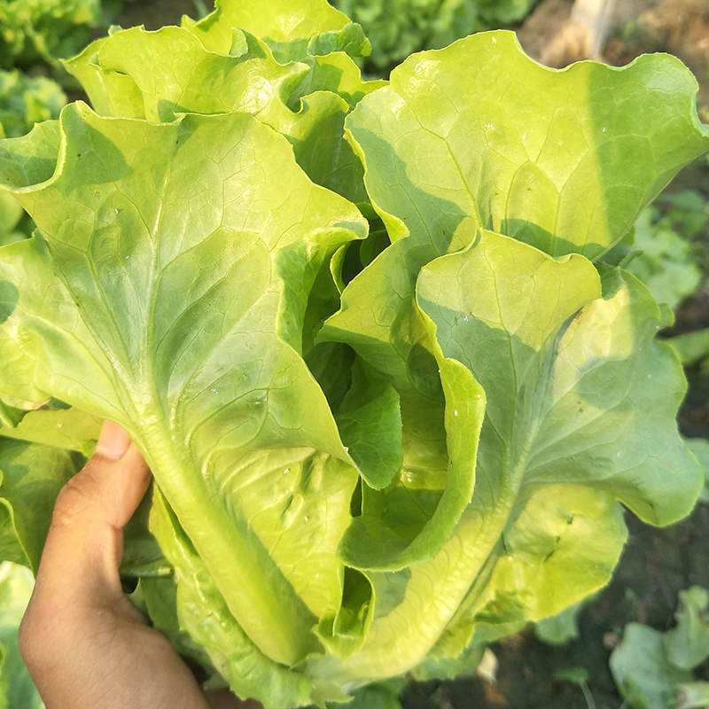 耐抽薹意大利生菜种子 耐抽苔半结球生菜种籽大田蔬菜籽基地春秋