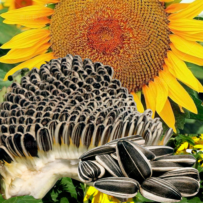 蔬果种向日葵种籽向日葵种孑食用特大太阳花向日葵种瓜子葵花籽种