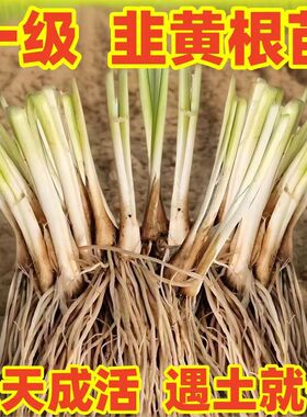 山东寿光特有宽叶韭黄根韭菜根韭菜秧现挖头茬韭菜根完全避光种植