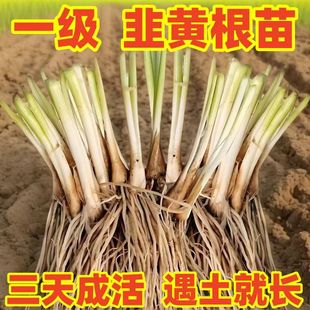 山东寿光特有宽叶韭黄根韭菜根韭菜秧现挖头茬韭菜根完全避光种植