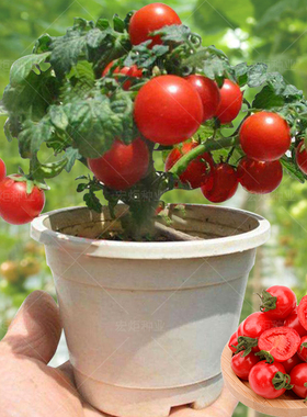 盆栽番茄种籽 番茄种孑 四季蔬菜籽种小番茄水果番茄种西红柿种孑