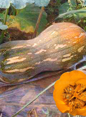 蜜本南瓜种子种籽食用香甜早熟秧高产蔬菜孑菜种长种密本南瓜籽