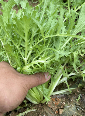 黄心细叶苦苣 苦菊苣 苦菊种子 春秋四季播阳台种菜盆栽 蔬菜种子
