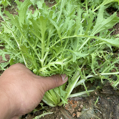 黄心细叶春秋四季播阳台种菜苦苣