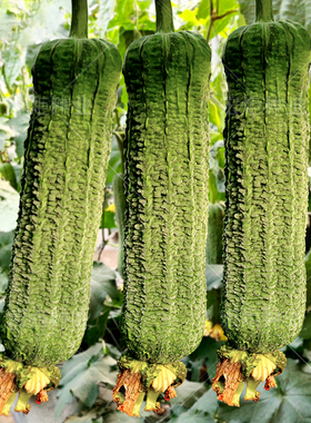 皱皮丝瓜种籽 肉丝瓜种子 香丝瓜种孑  春季早熟高产农家田园蔬菜