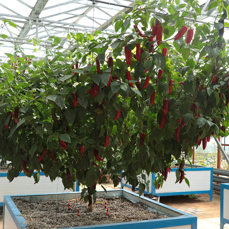 蔬菜种孑 四季 辣椒树种子四季 辣椒种籽尖椒种籽 高产辣椒树种籽