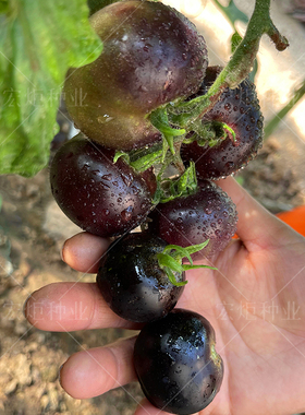 黑番茄种籽 紫黑 番茄种籽 四季 小番茄种籽 西红柿种籽 番茄种孑