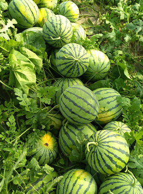 冰糖麒麟王西瓜种子 特甜 特大8424西瓜种籽麒麟早熟南方四季阳台