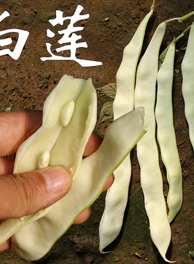 白莲豆角种籽 架豆种籽 芸豆种子四季白架豆种籽扁豆种籽蔬菜种孑