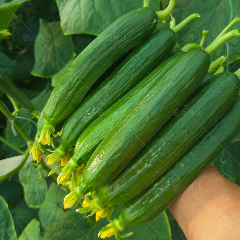 荷兰无刺水果黄瓜种子四季阳台种菜盆栽小青旱黄瓜种籽蔬菜种孑