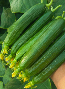 荷兰无刺水果黄瓜种子四季阳台种菜盆栽小青旱黄瓜种籽蔬菜种孑
