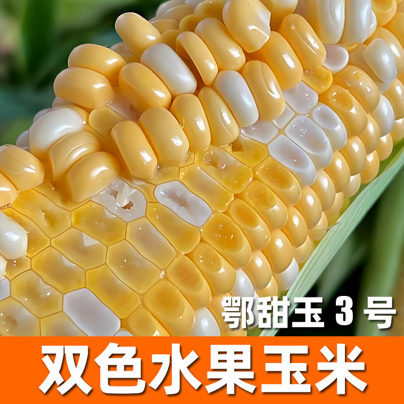先正达超甜爆浆牛奶玉米种子