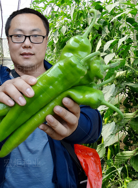 德国大牛角椒种子 辣椒种子 厚皮牛角尖椒种子 阳台 高产 露天种