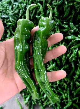 辣椒种子 小皱皮辣椒种籽 辣椒种孑 香辣型 薄皮辣椒种籽 早熟