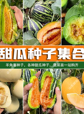 香瓜种子大全 甜瓜种子大全羊角蜜甜瓜种籽哈密瓜白沙蜜香瓜甜瓜