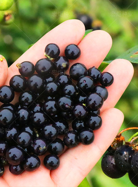 龙葵果种龙葵种籽东北黑黑黝黝籽 蔬菜种子 东北黑悠悠种籽千杞悠