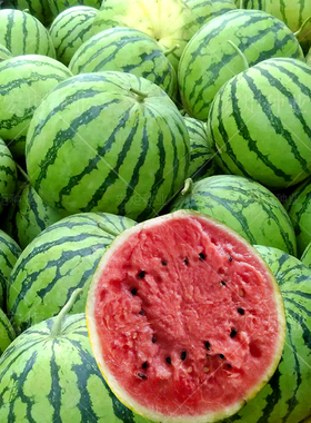 早佳8424西瓜种子西瓜种籽麒麟高产西瓜籽早熟8424西瓜种西瓜种孑