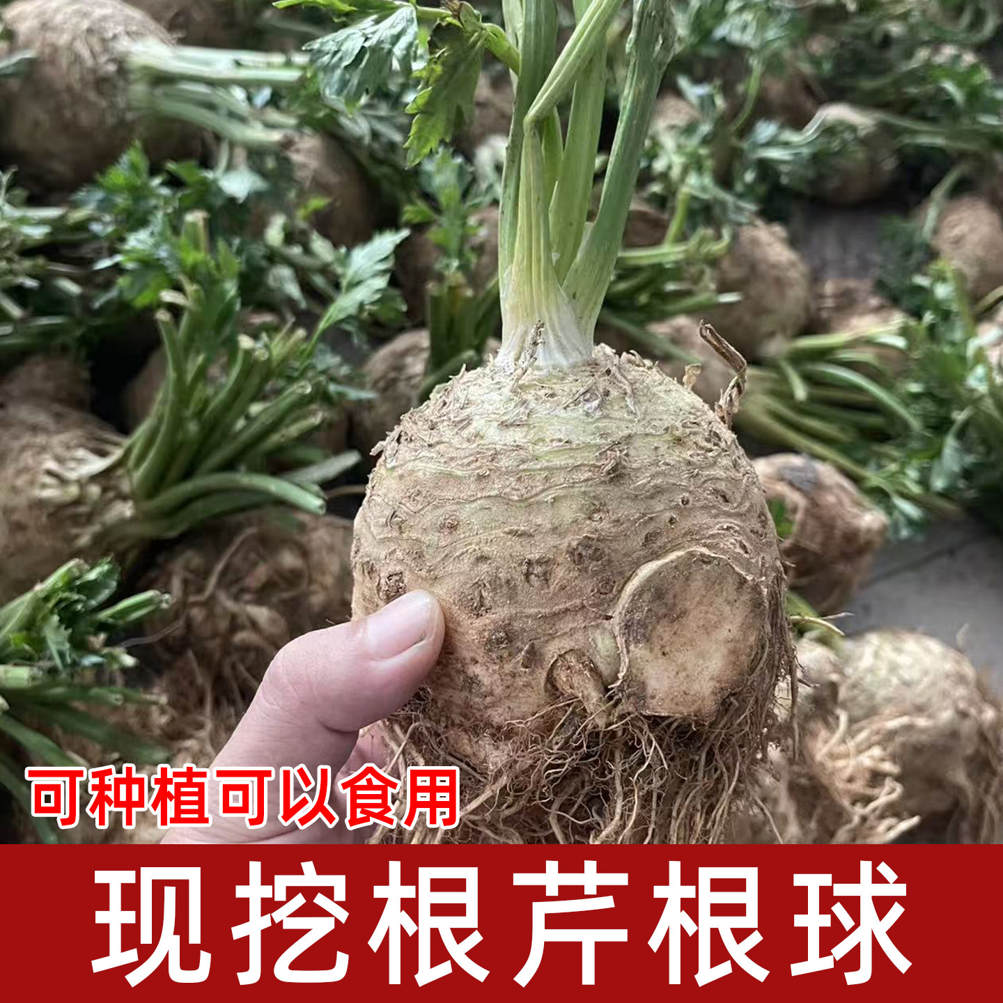 带鸡蛋大疙瘩带叶发货根芹疙瘩苗根芹苗老桩阳台露天多年生蔬菜苗图片