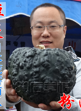 木糖醇日本南瓜种子高产抗病耐寒耐旱味甜面小疙瘩型蔬菜籽春