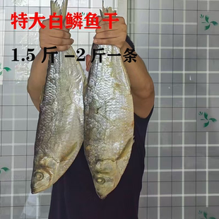 特大半干咸白鳞鱼号胡子鱼新鲜鲜活曹白鱼白胡子鱼快鱼海鱼干